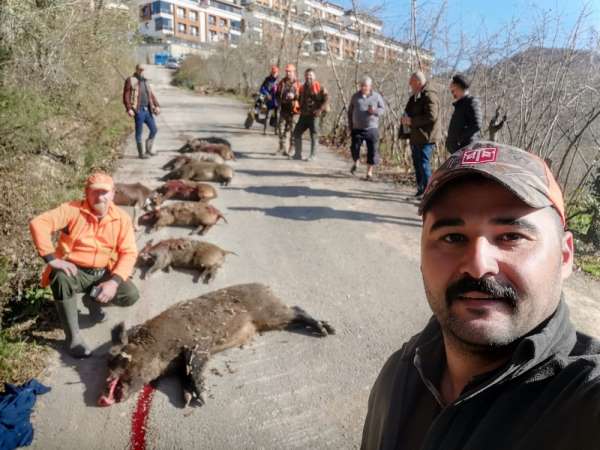 Fatsa'da dev domuzlar avlandı 