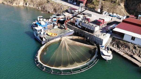 Artvin'de kafes balığı tesislerine yenileri ekleniyor: Hedef 50 bin somon ihracatı - Artvin haber