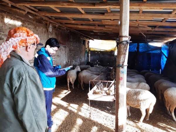 Şaphane'de anaç koyun keçi desteklemesi tespit çalışmaları - Kütahya haber