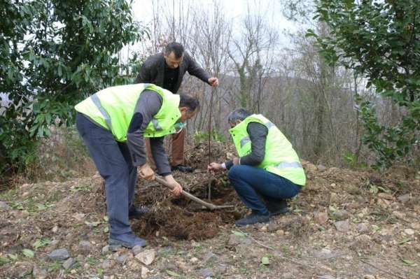 Ordu'da 1300 taflan ve ıhlamur fidanı toprakla buluştu 