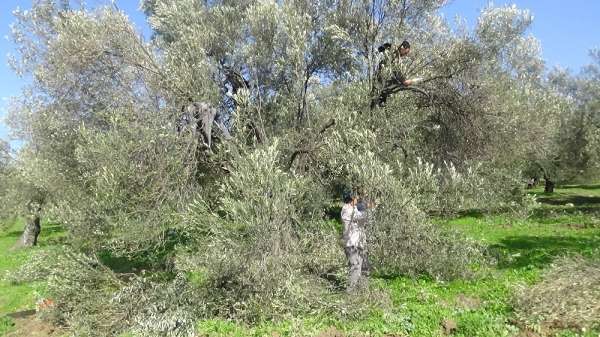 (Özel) Zeytin ağacının soğuk havaya da ihtiyacı var