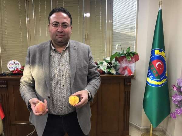 Sezonun ilk turfanda şeftalisi Tarsus'ta hasat edildi