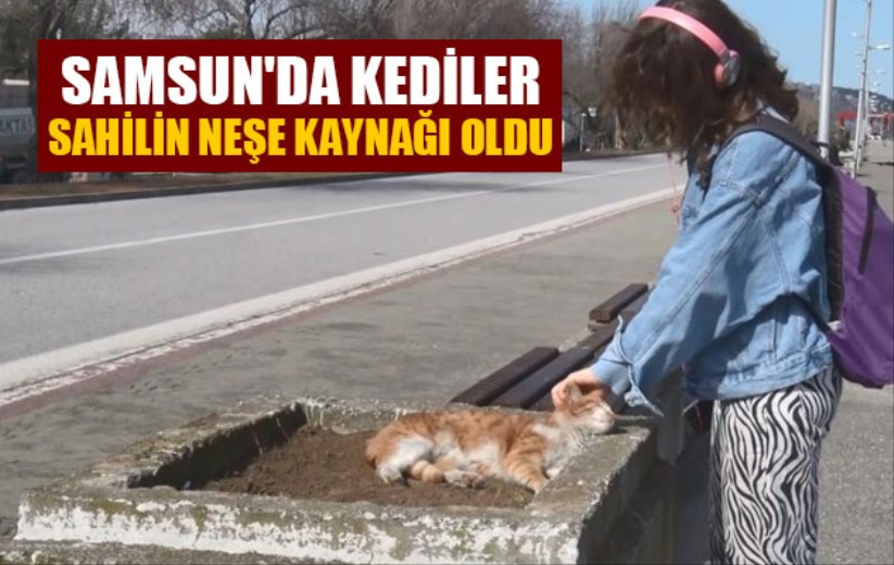Samsun'da kediler sahilin neşe kaynağı oldu