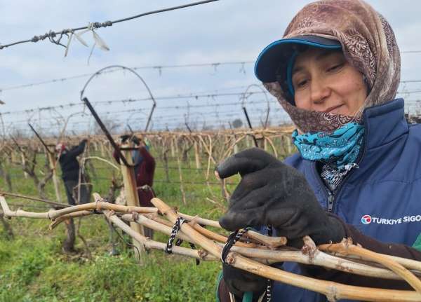 Sarıgöl Ovası'ndaki bağlarda hummalı çalışma