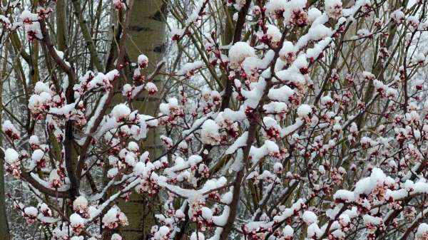 Afyonkarahisar ve Kütahya'da badem ve kayısı çiçekleri karla kaplandı