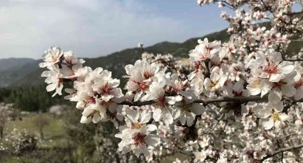 Antalya'da badem ağaçları çiçek açtı, doğada renk cümbüşü yaşanıyor