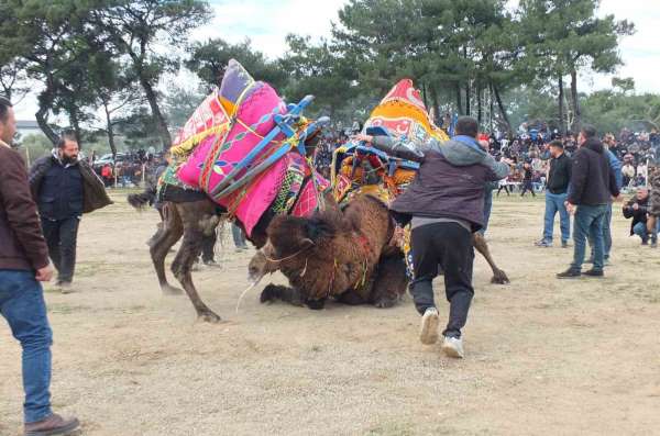 Güreşçi develer, bir yıl sonra sahalara geri döndü