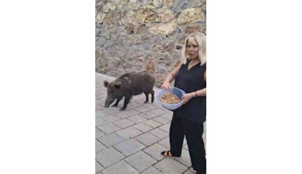 Safiye Soyman kapısına gelen domuzu elleriyle besledi