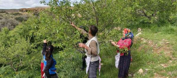 Turfanda çağla hasadı erken başladı