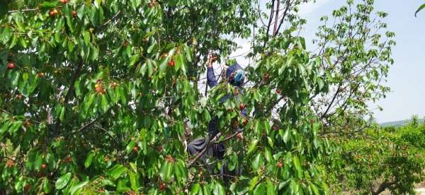Çukurova'da ilk kiraz hasadı Mersin'de yapıldı 