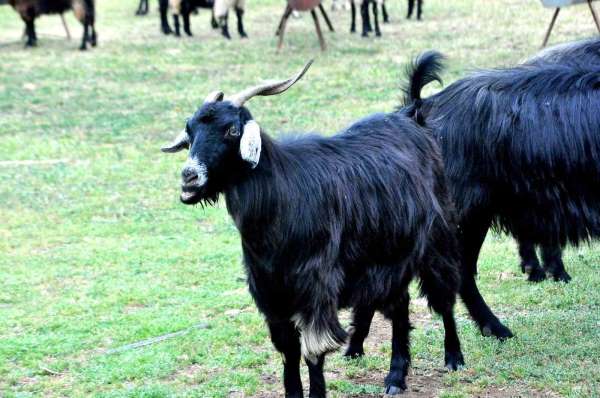 Muğla'da Kurban Bayramı öncesi çobanların mesaisi yoğunlaştı