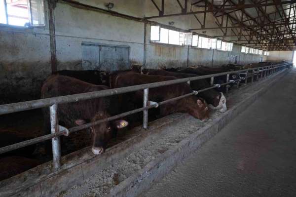 30 bin hayvan sevk edildi, 3 milyar TL'lik gelir bekleniyor