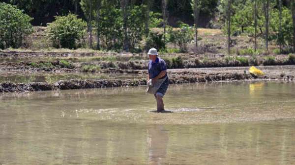 'Beyaz Altın' çeltik ekiminde sona yaklaşıldı
