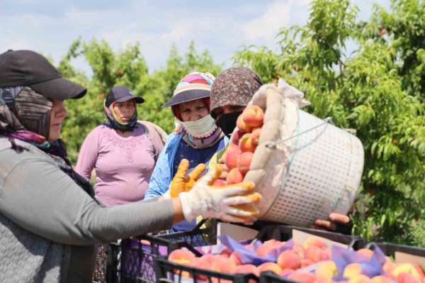 Adana'da erkenci şeftali hasadı başladı: Bahçede kilogramı 10-20 TL