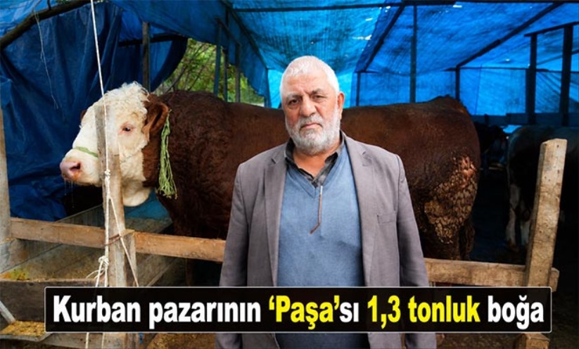 Kurban pazarının 'Paşa'sı 1,3 tonluk boğa