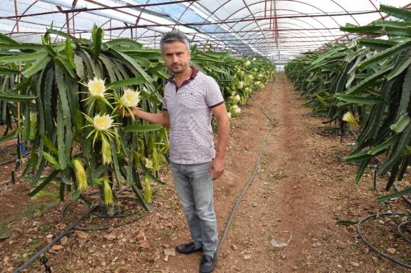 Dönümde 10 bin adet meyve alıyor, meyvenin tanesini 15 TL'ye satıyor