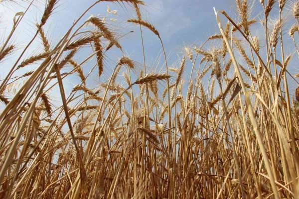 Dünyanın peşinde koştuğu buğdayda hasat devam ediyor - Manisa haber