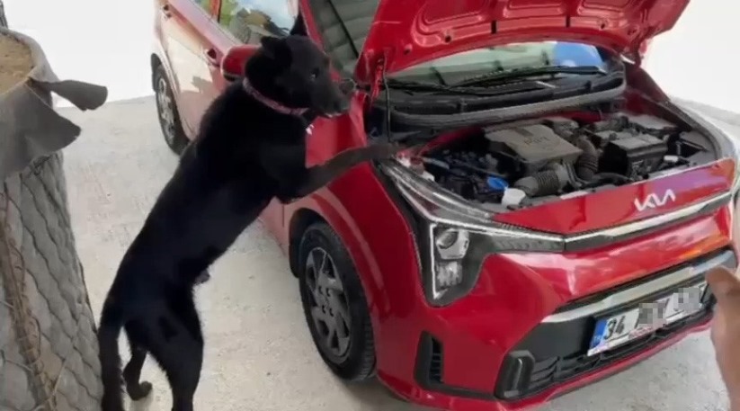Samsun'da aracın motor kısmına gizlenmiş kokain ele geçirildi