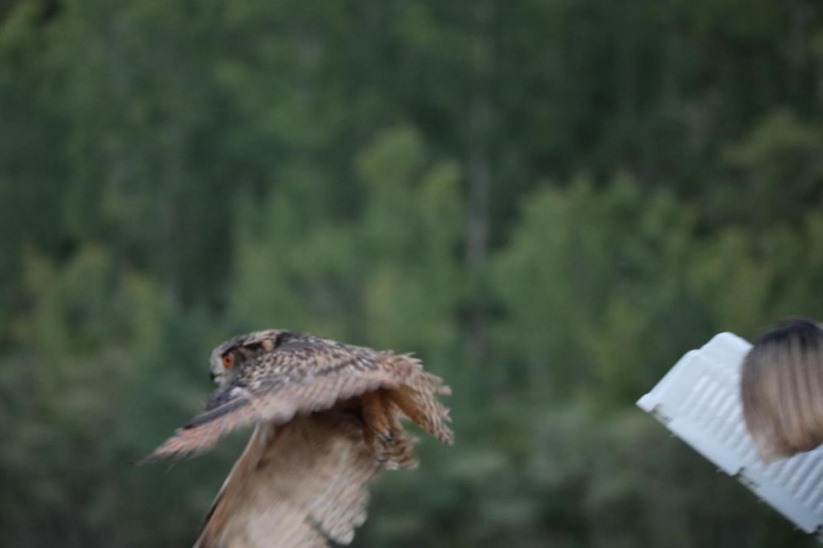 Nesli tehlike altındaki yaralı puhu, tedavinin ardından doğaya salındı