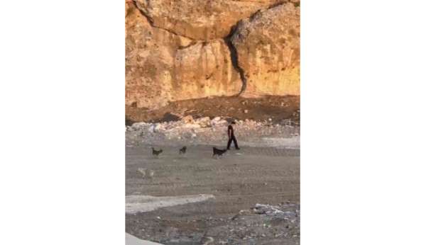 Köpeklerin saldırısına aldırış etmeden yoluna devam etti