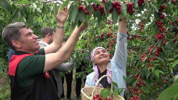 Amasya'da dalları kiraz bastı, bu yıl 50 bin ton rekolte bekleniyor
