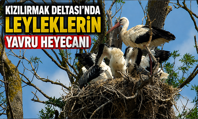 Kızılırmak Deltası'nda leyleklerin yavru heyecanı