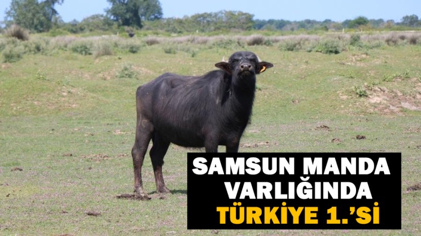 Samsun manda varlığında Türkiye 1.'si