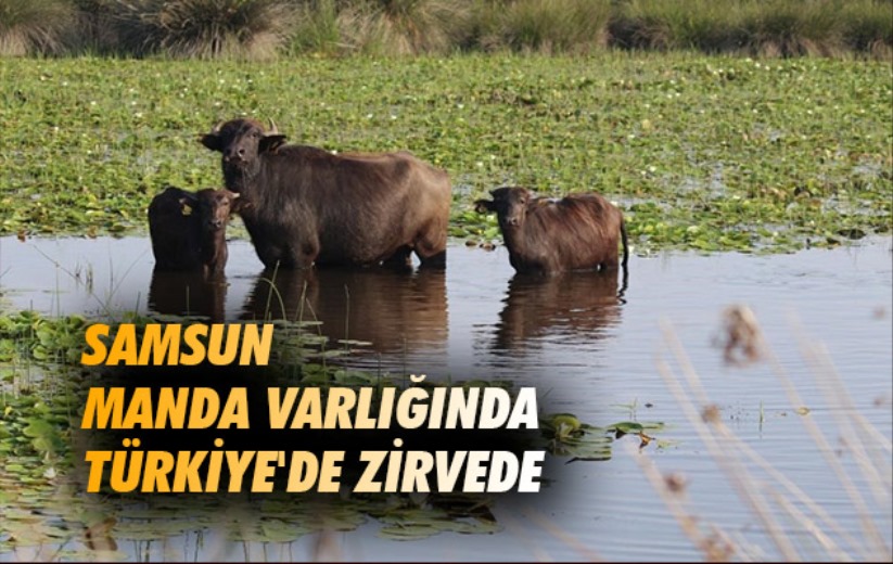 Samsun manda varlığında Türkiye'de zirvede