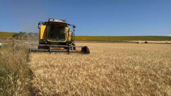 Çorum Belediyesi'nden 80 dönümlük buğday tarlasında hasat başladı
