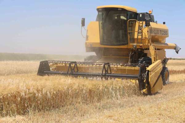 Tarımın başkenti Konya'da hububatta ciddi rekolte kaybı