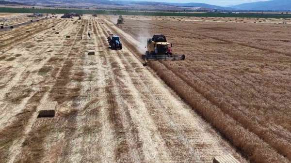 Amasya'da buğday ve arpa rekoltesinde yüzde 100 artış
