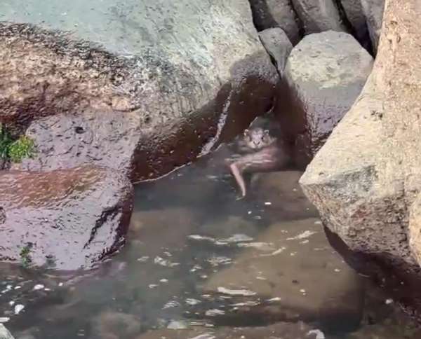 Ordu'da kayalıkların arasında avlanan su samuru görüntülendi