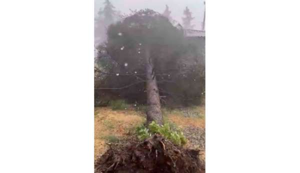 Tokat'ta fırtınada ağaçlar devrildi