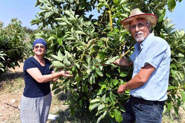 Mersin'de avokado fidanı desteği üreticilerin yüzünü güldürüyor