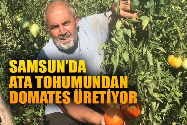 Unutulmaya yüz tutmuş ata tohumlarından domates üretiyor