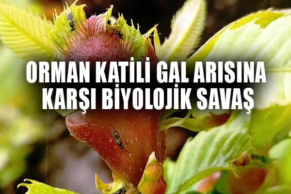 Orman katili gal arısına karşı 2 bin 500 faydalı böcek doğaya salındı