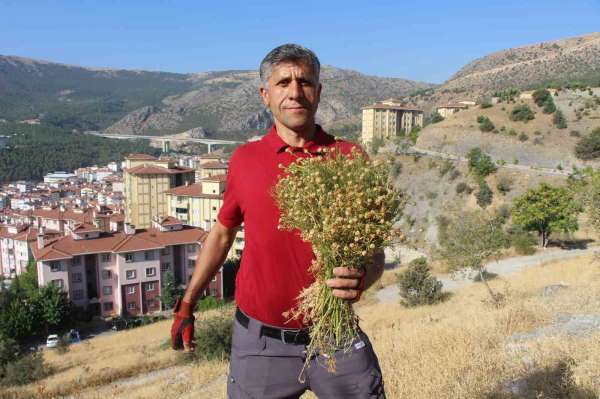 Dağ yamaçlarından topluyor, buketini 100 TL'den satıyor
