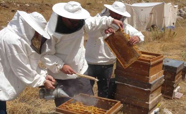 Petekler balla doldu: Sıfır rakımda başlayan sezon 2 bin rakımda Eğriçayır'da sona erdi