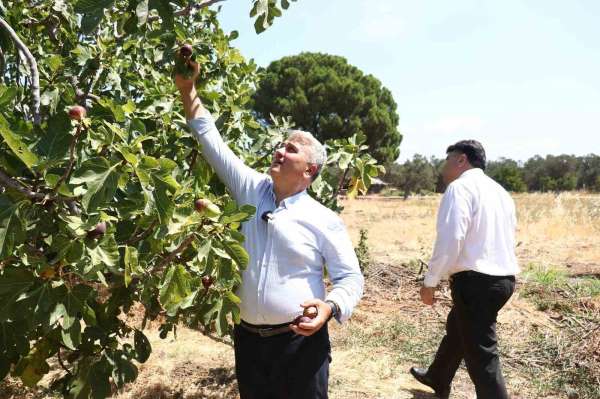 Zeytinlikler arasındaki 'bal'lı lezzet: Havran siyah inciri