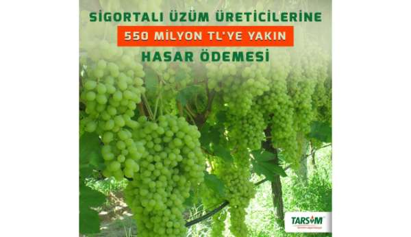 TARSİM'den sigortalı üzüm üreticilerine 550 milyon TL'ye yakın hasar ödemesi