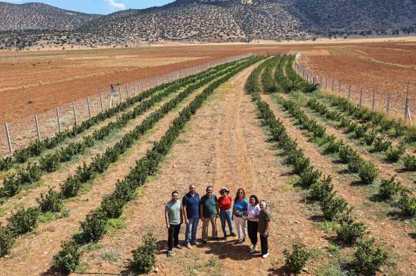 Antalya'da aronya ve böğürtlen hasadı bereketi