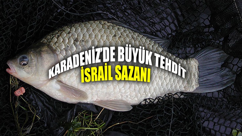 'İsrail sazanı Karadeniz'de büyük tehdit oluşturmaya devam ediyor'