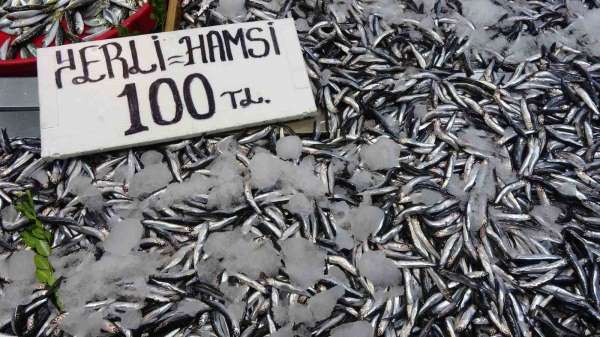 Karadeniz'de hamsi bereketi sürüyor