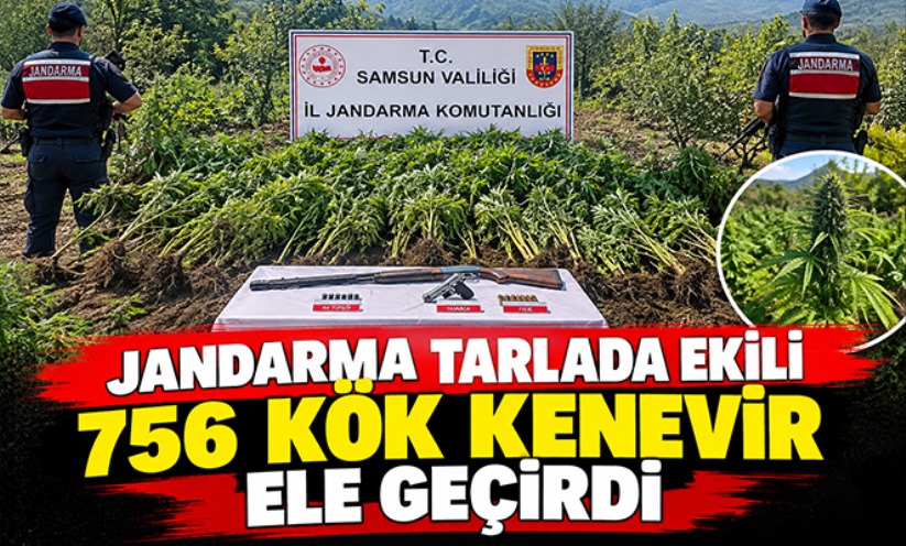 Jandarma tarlada ekili 756 kök kenevir ele geçirdi