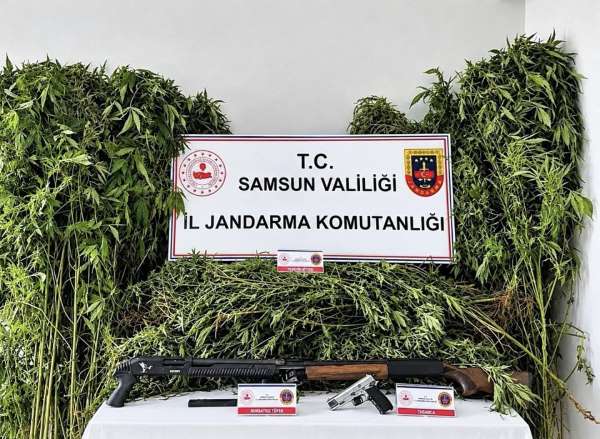 Jandarma tarlada ekili 756 kök kenevir ele geçirdi