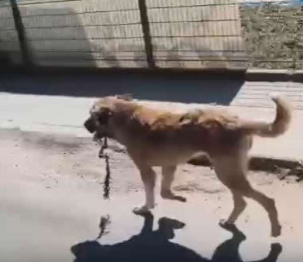 Ordu'da ağzına çengel takılan köpek kurtarıldı