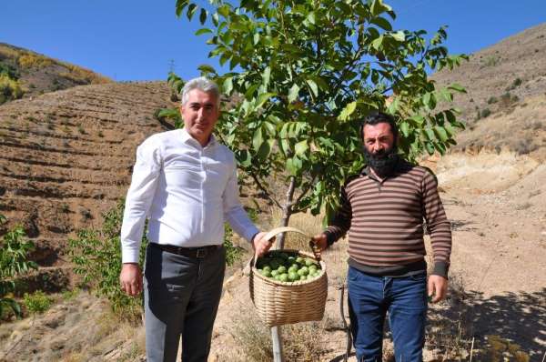 Gümüşhane'de ceviz üretimi yüzde 25 arttı