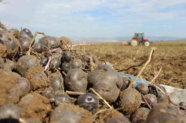 Avrupalı kadınların gözdesi mor patatesin üretimi Anadolu'ya yayılıyor