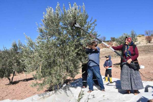 Gaziantep'te zeytin hasadı başladı