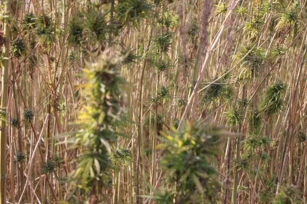 Amasya'da kenevirde hayal kırıklığı: Kenevir ekim alanı 6 bin 500 dekardan 850 dekara düştü